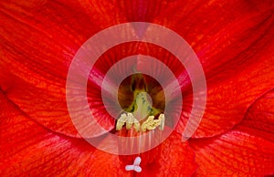 Hippeastrum background