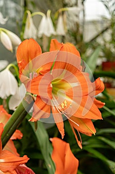 Hippeastrum Blossfeldiae plant in Saint Gallen in Switzerland