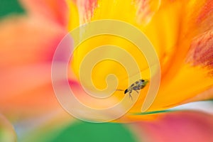 Hippeastrum with bug