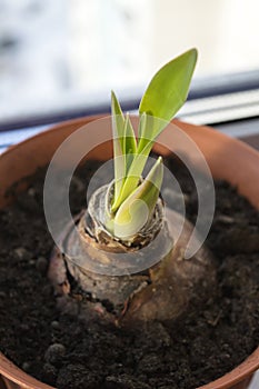 Hippeastrum bulb sprouting in spring