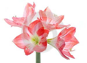 Hippeastrum flower bulbs flowers