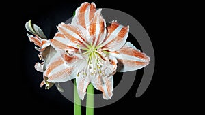 Hippeastrum flower plant bloom