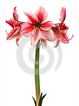 Hippeastrum Gervase