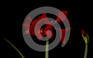 Hippeastrum Hybrid Red Flower Amaryllidaceae Budding Stem and Leaves Against Black Background