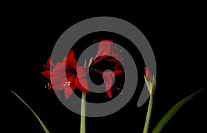 Hippeastrum Hybrid Red Flower AmaryllidaceaeLeaves and Budding Stem Against Black Background