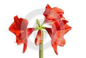 Hippeastrum intiflorum