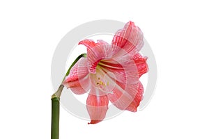 Hippeastrum intiflorum,beautiful flower Hippeastrum isolated with stem