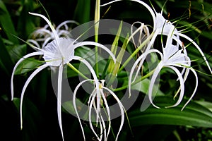 Hippeastrum johnsonii Bury