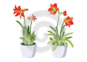 Hippeastrum johnsonii bury frower in potted plants on white background