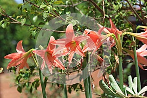 The Hippeastrum johnsonii bury pink flower.