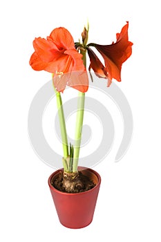 Hippeastrum mix