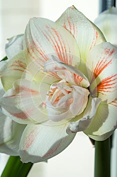 Hippeastrum Nymph blooming on window sill