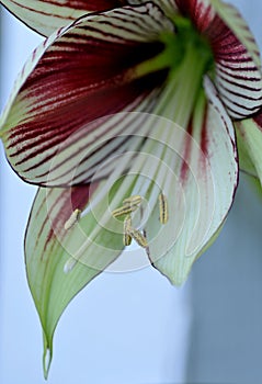 Hippeastrum Papilio Butterfly Amaryllis Flower