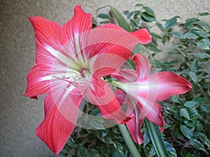 Hippeastrum phytodesign energy flowering invigorating effect