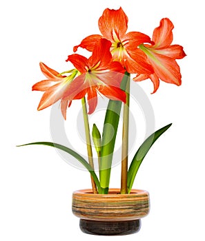 Hippeastrum in pot
