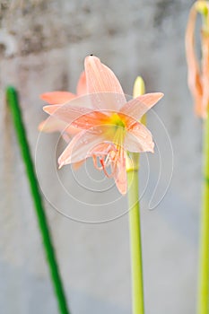 Hippeastrum puniceum , Barbados lily or AMARYLLIDACEAE with old rose flowers or orange flowers and dew drop photo