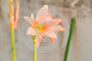 Hippeastrum puniceum , Barbados lily or AMARYLLIDACEAE with old rose flowers or orange flowers and dew drop photo