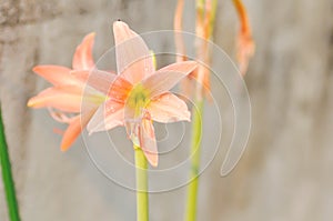 Hippeastrum puniceum , Barbados lily or AMARYLLIDACEAE with old rose flowers or orange flowers and dew drop photo