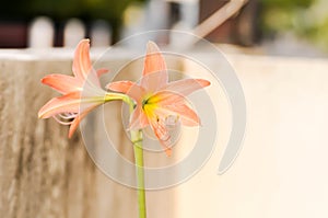 Hippeastrum puniceum , Barbados lily or AMARYLLIDACEAE with old rose flowers photo