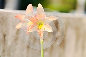 Hippeastrum puniceum , Barbados lily or AMARYLLIDACEAE with old rose flowers photo