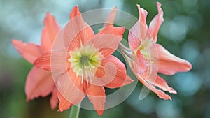 Hippeastrum Puniceum Flower High Definition Footage