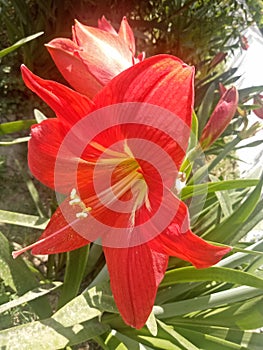 Hippeastrum puniceum