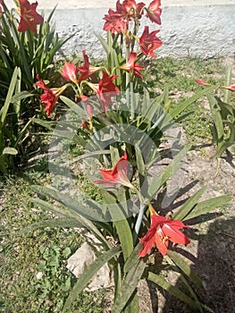 Hippeastrum puniceum