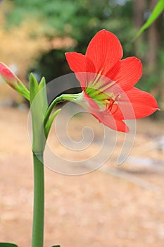 Hippeastrum red flower.