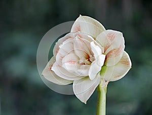 Hippeastrum rutilum