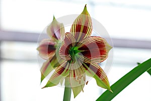 Hippeastrum rutilum flower