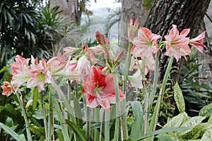 Hippeastrum rutilum flower