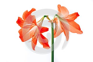 Hippeastrum rutilum in full blooming on white background