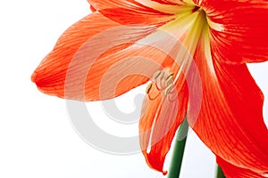 Hippeastrum rutilum in full blooming on white background, close up