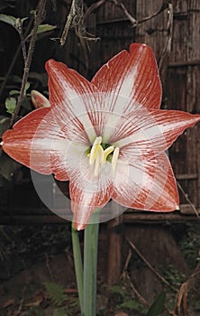 Hippeastrum is a small flower basically its found in south africa