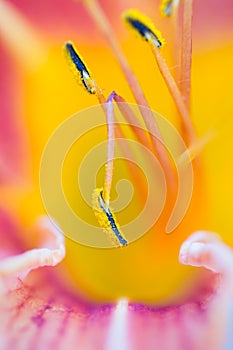 Hippeastrum stamen