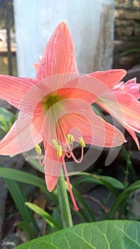 Hippeastrum striatum, flower, garden, nature, blooming