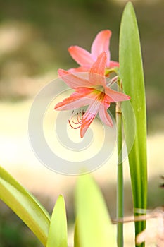 Hippeastrum striatum flower photo