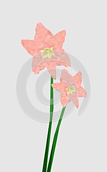 Hippeastrum striatum flower in Low Poly photo