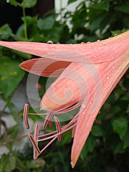 Hippeastrum striatum flower is very beautiful