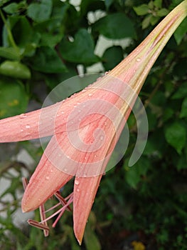 Hippeastrum striatum flower is very beautiful