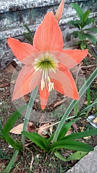 Hippeastrum striatum, orange, flower, nature, blooming