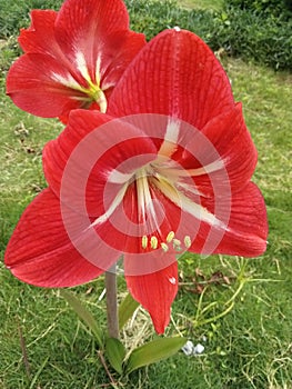 Hippeastrum striatum ornamental plant blooming beautifully in the garden