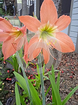 Hippeastrum striatum, the striped Barbados lily, is native to the southern and eastern regions of Brazil.