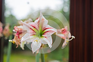 A hippeastrum vittatum is in full  bloom while withered flowers are next to it