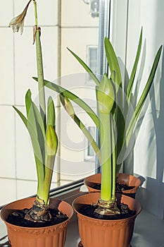 Hippeastrums with flower buds growing on window sill