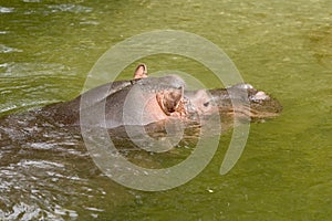 Hippo 1