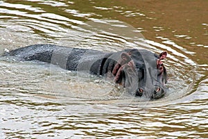 Hippo