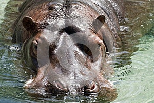 Hippo