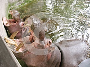 Hippo