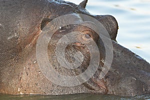 Hippo